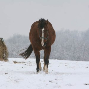 Managing-Metabolically-Challenged-Horses-in-Winter