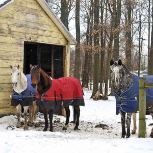 Are-dust-mites-living-in-your-horses-blankets