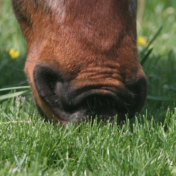 How Can I Tell If My Horse Is Getting Enough Vitamin E From Grazing in