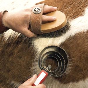 Keeping-horses-clean-in-the-cold-weather