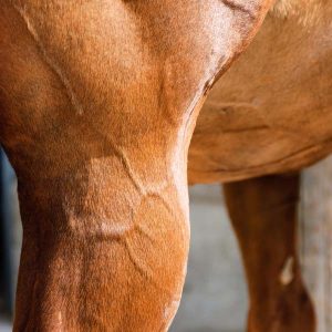 Managing-horses-with-HYPP-hyperkalemic-periodic-paralysis