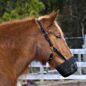 How-to-keep-those-muzzles-on