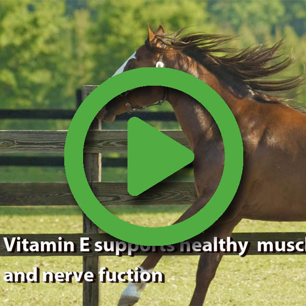 Why Choose Elevate Natural Vitamin E KPP