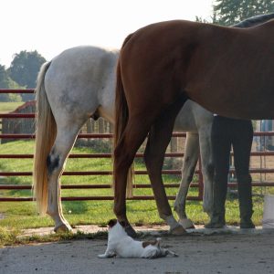 Research-confirms-it-tall-horses-are-more-likely-to-roar