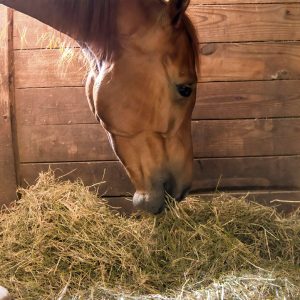 Hay-for-Easy-Keepers