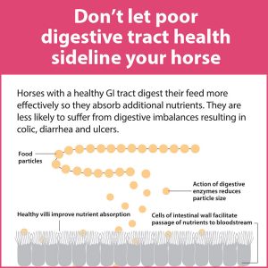 Dont-Let-Poor-Digestive-Tract-Health-Sideline-Your-Horse-15-104tb