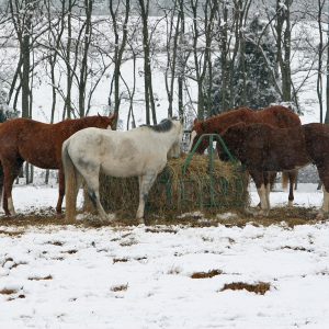 Round-bale-feeders-reduce-waste-and-increase-intake