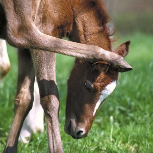 Toxicoinfectious-Botulism-Shaker-Foal-Syndrome