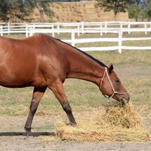 Chewing-is-an-important-part-of-your-horses-life