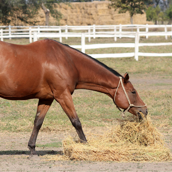 Chewing is an Important Part of Your Horse’s Life KPP