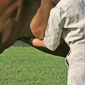 Horse-gut-sounds-and-what-they-mean