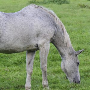 Prebiotics-can-reduce-inflammation-in-older-horses