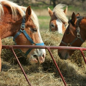 Common-hay-a-quick-comparison