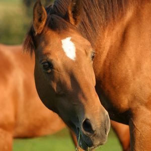 Horses-and-Vitamin-C