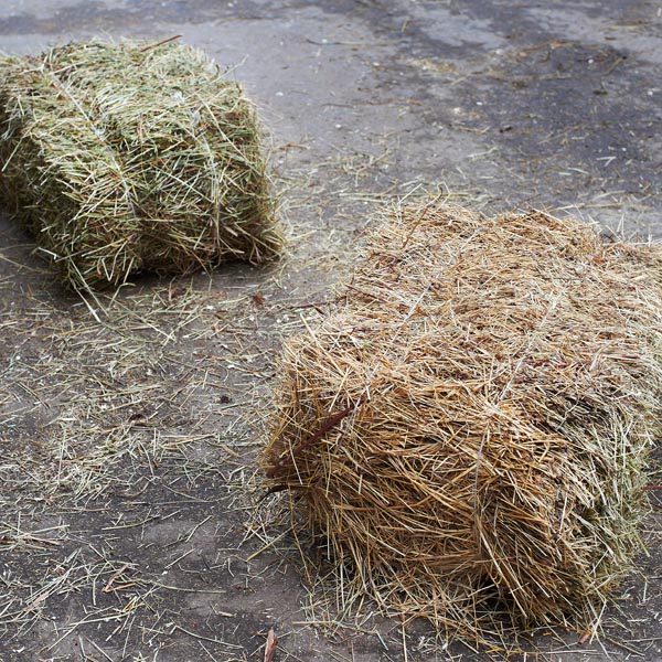 Hay Tip for Easy Keepers KPP