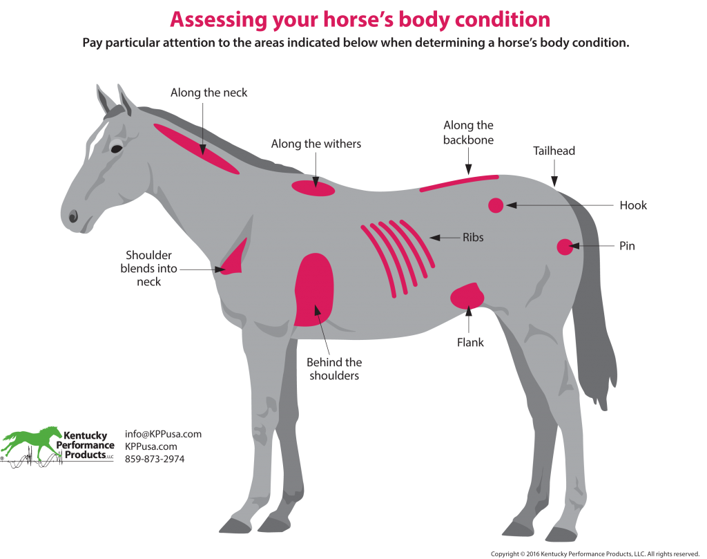 How to Evaluate Your Horse’s Weight KPP