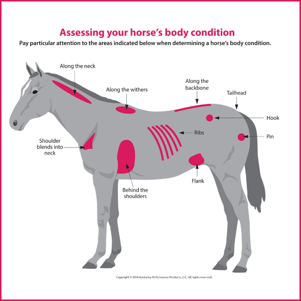 Healthy Horse Weight Chart