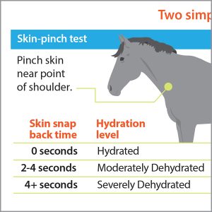 How-to-check-if-your-horse-is-dehydrated-tb