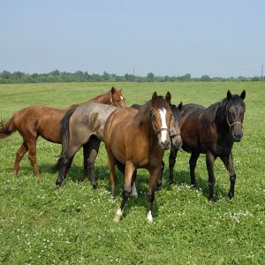 Horses-are-happier-and-healthier-when-living-in-groups