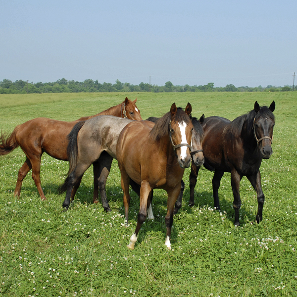 Horses Are Happier And Healthier When Living In Groups Kpp