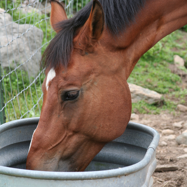 How to Keep Your Horse’s Water Tank Clean KPP