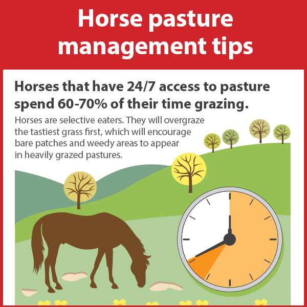 Horse Pasture Management Tips KPP