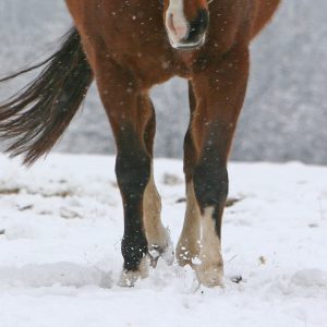 Winter-hoof-care-reminders