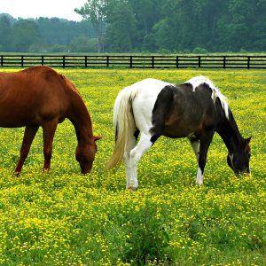 Buttercup-toxicity-in-horses