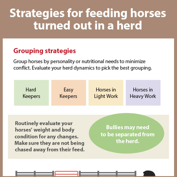 Strategies for Feeding Horses Turned Out in a Herd KPP