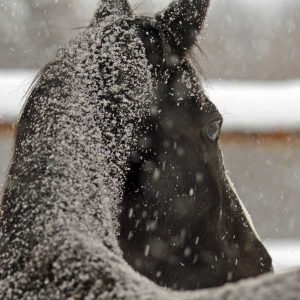Time-for-your-horse-to-put-on-its-winter-coat