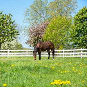 spring horses