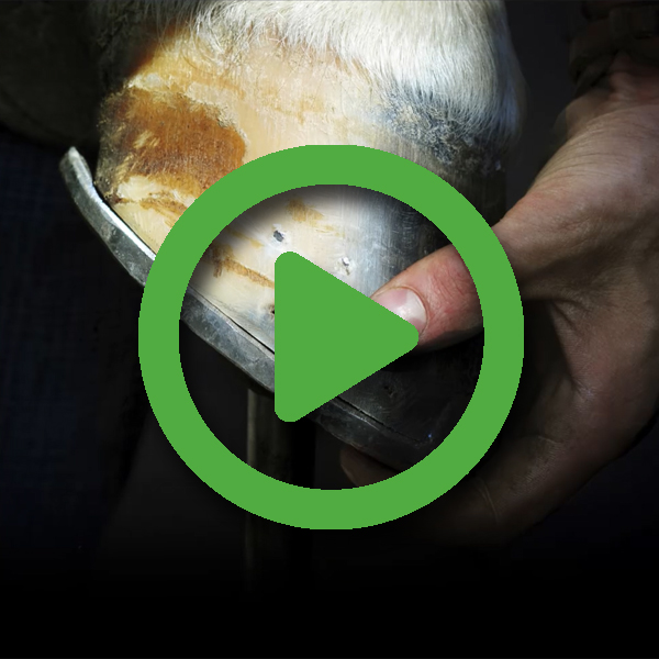 Essential Ingredients for Healthy Hooves Coat and Skin KPP