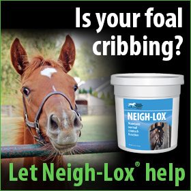 280x280-neigh-lox-cribbing-foal
