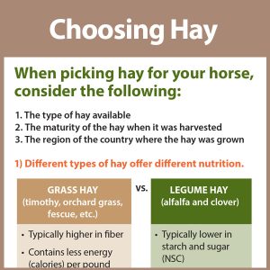 Choosing-Hay-Horse-18-174tb