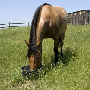 Make-sure-your-horses-eat-all-their-supplements