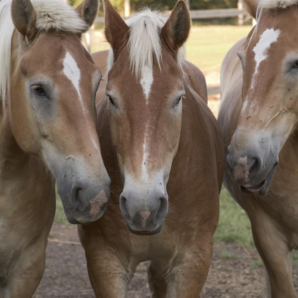 Tips on how to get your picky metabolic syndrome horse to eat