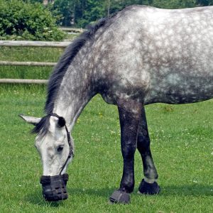 Targeted-Solutions-for-Equine-Metabolic-Syndrome-EMS-and-Cushings-Disease-PPID.jpg