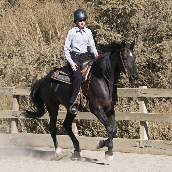 Can a horse have too many amino acids? Is there a maximum level? KPP