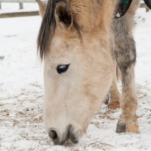 When-Is-It-Too-Cold-to-Bathe-Your-Horse.jpg