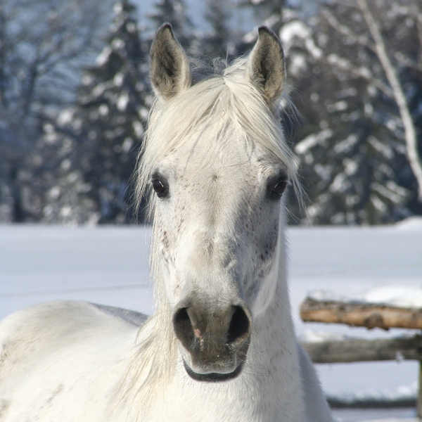 is-my-horse-cold-kpp