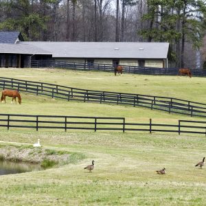 Why-turnout-is-important-for-your-horse