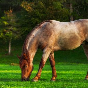 Spring-Turnout-Tips-for-Your-Horse.jpg