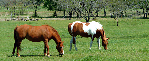 Horses grazing in field