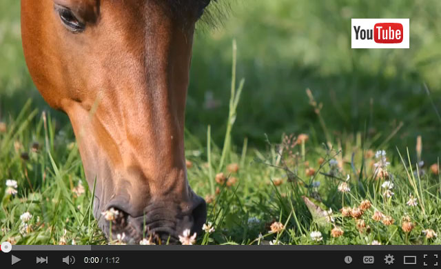 Grazing management for sugar-sensitive horses