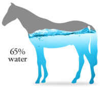 Horses are 65 percent water