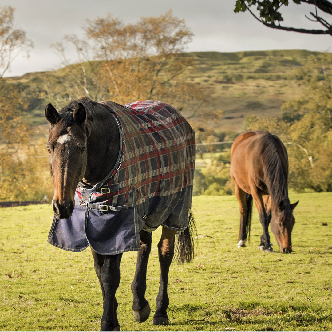 Vitamin E deficiency Horses at risk during winter KPP