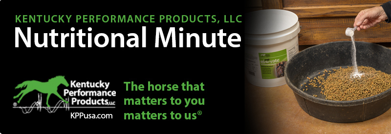 How to Get the Most out of Your Horse Supplement