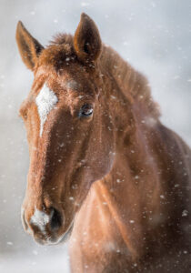 snow-horse-pixabay-winter.jpg