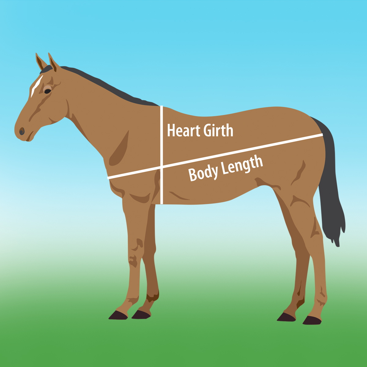 How To Weigh Your Horse KPP
