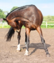 OTTB scratching